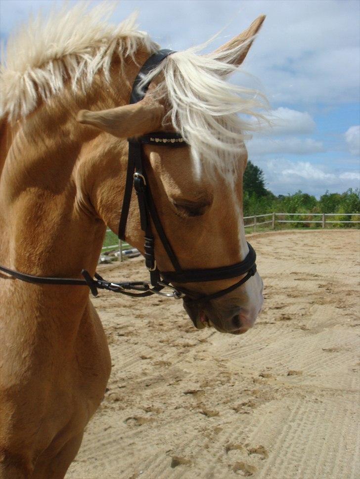 Palomino Cholé *Avlshoppe - ridelejr i 2007 (: billede 25