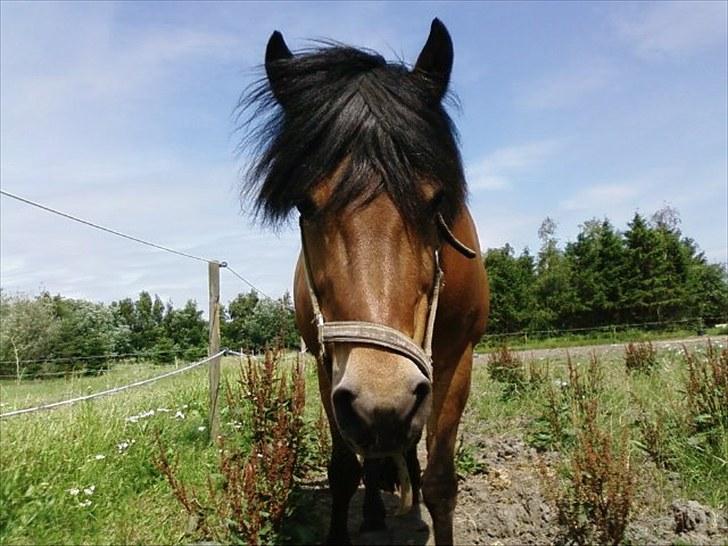 Anden særlig race Aagårdens Tess (Nullsen) - ;-D billede 11