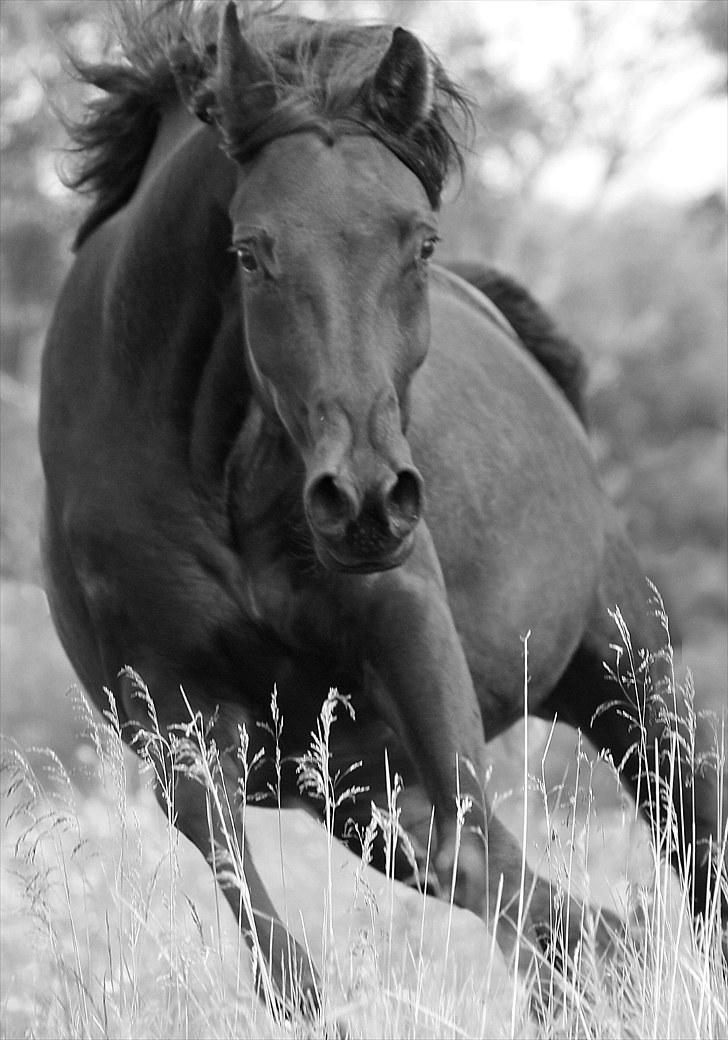 Arabisk fuldblod (OX) Naja Haje - 4 år billede 1