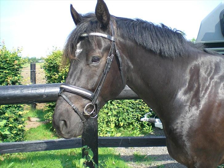 Hannoveraner La cour solgt billede 1