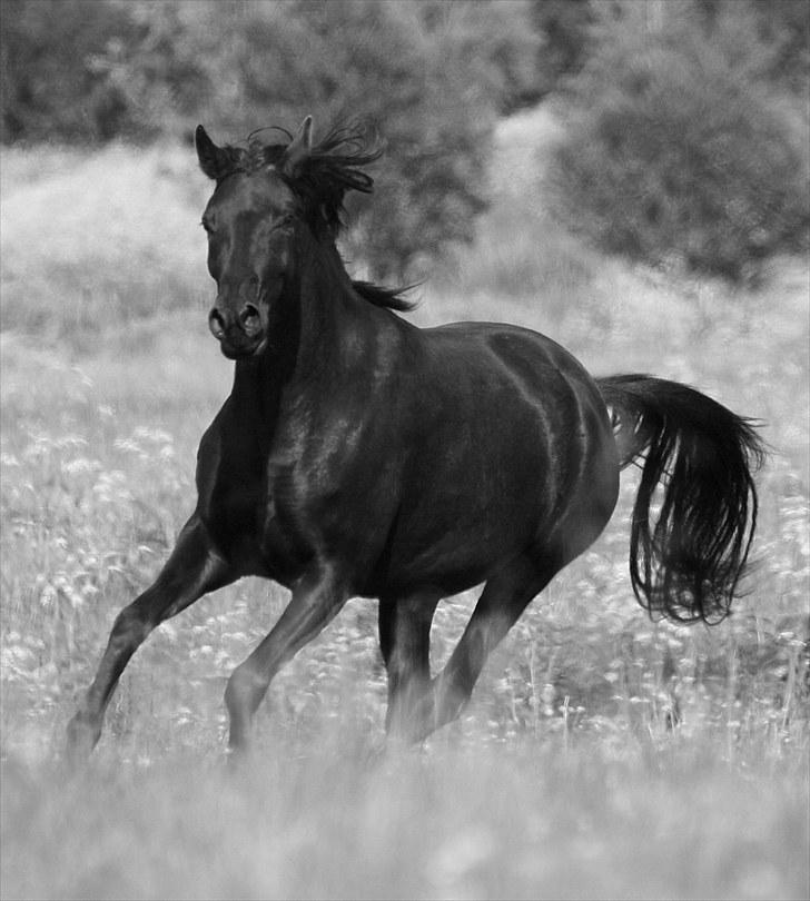 Arabisk fuldblod (OX) Naja Haje billede 3