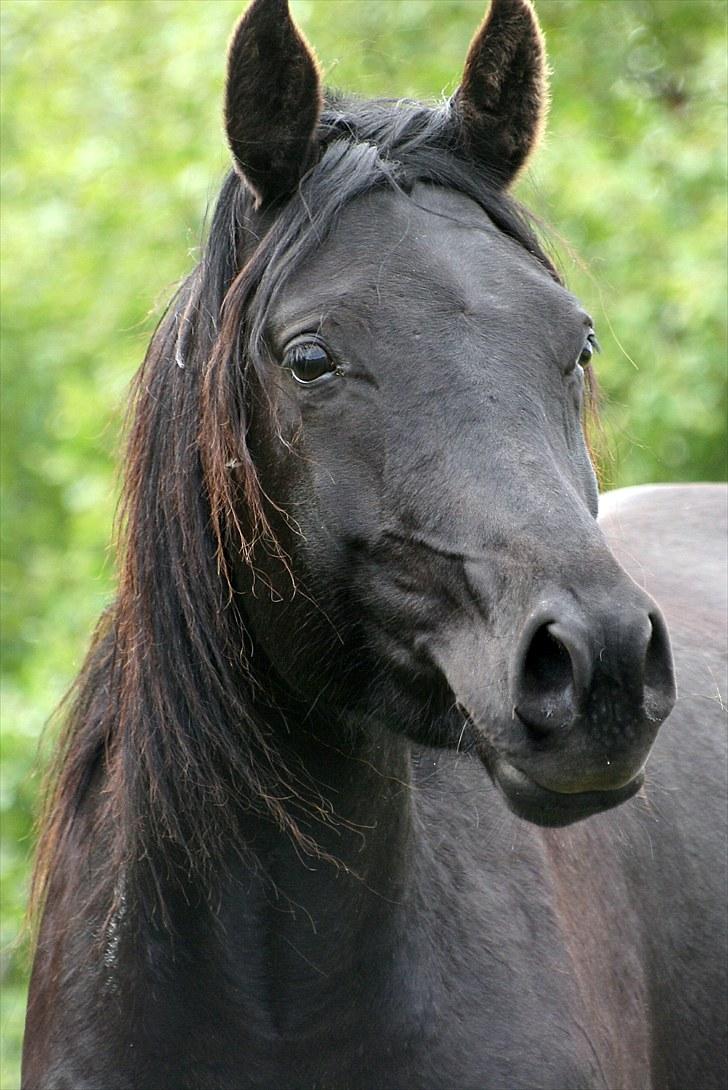 Arabisk fuldblod (OX) Naja Haje billede 2