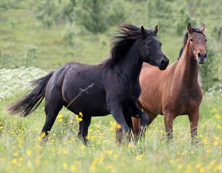 Arabisk fuldblod (OX) Naja Haje billede 4