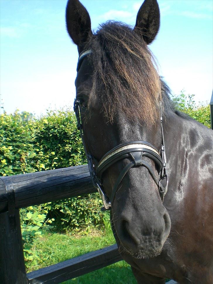 Hannoveraner La cour solgt billede 3