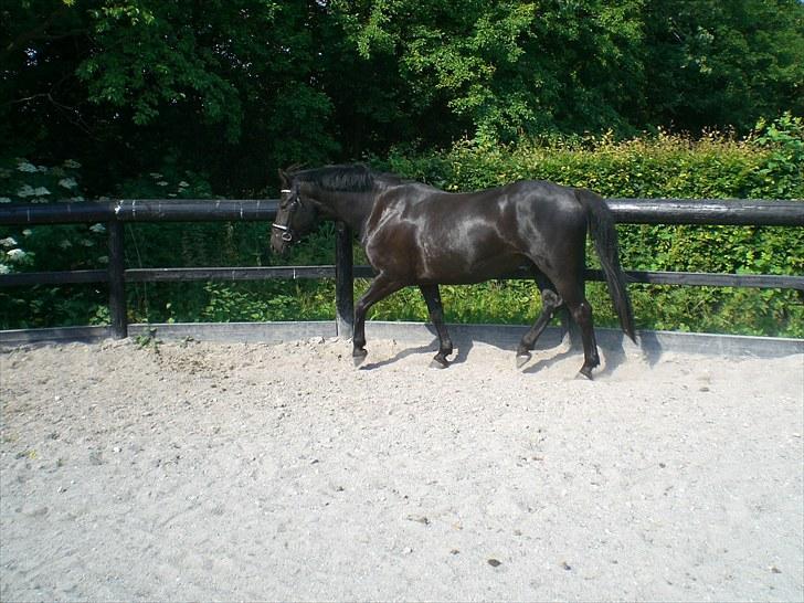 Hannoveraner La cour solgt billede 4