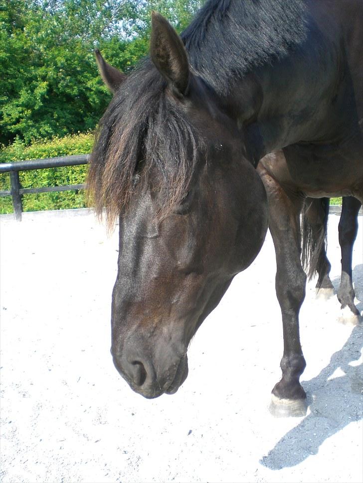 Hannoveraner La cour solgt billede 5