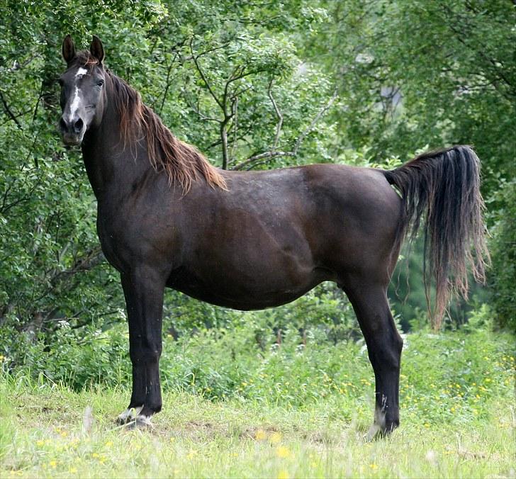 Shagya Araber (SH) Pasha db shagya 1830 billede 5