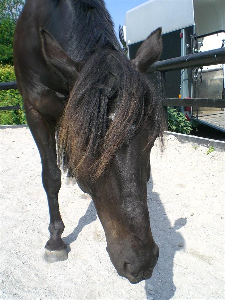 Hannoveraner La cour solgt billede 6