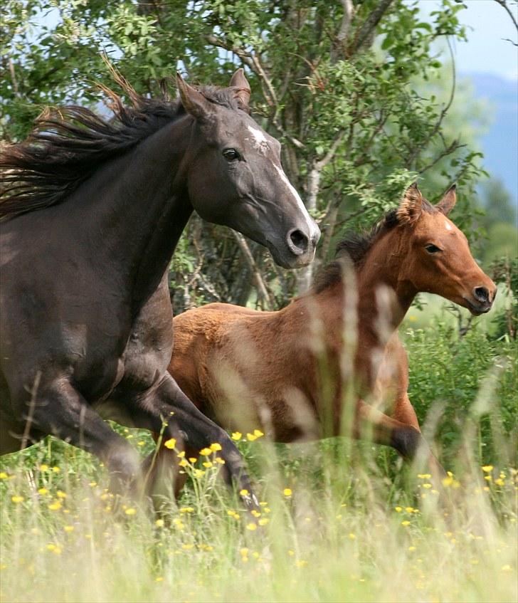 Shagya Araber (SH) Pasha db shagya 1830 billede 6