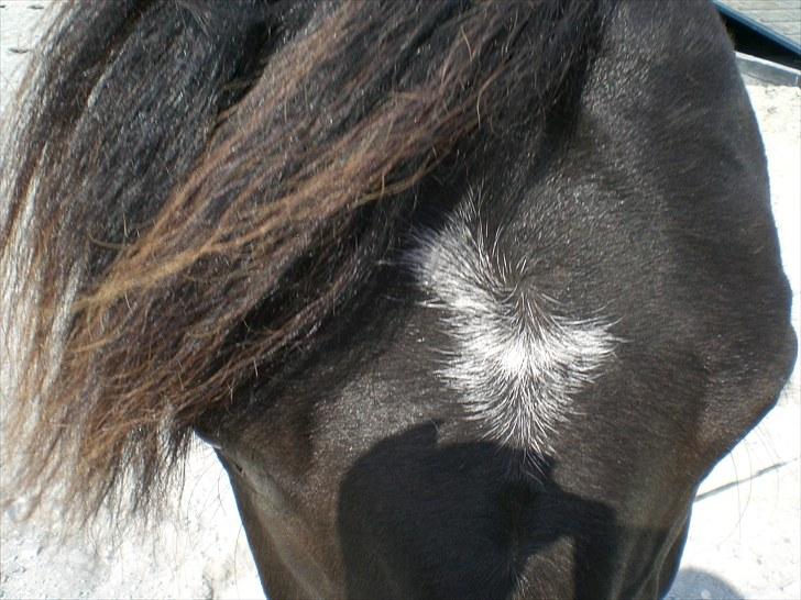 Hannoveraner La cour solgt billede 7