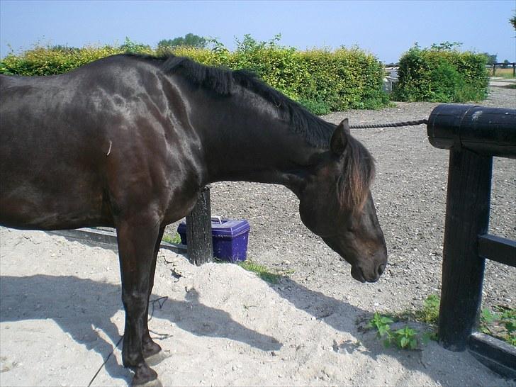 Hannoveraner La cour solgt billede 9