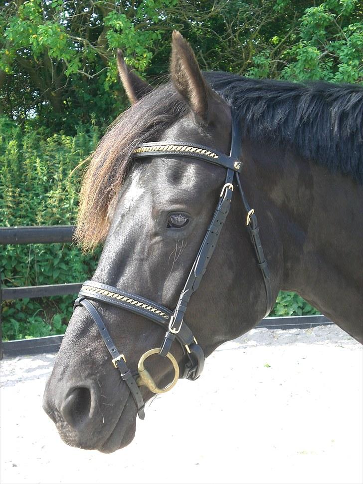 Hannoveraner La cour solgt billede 12