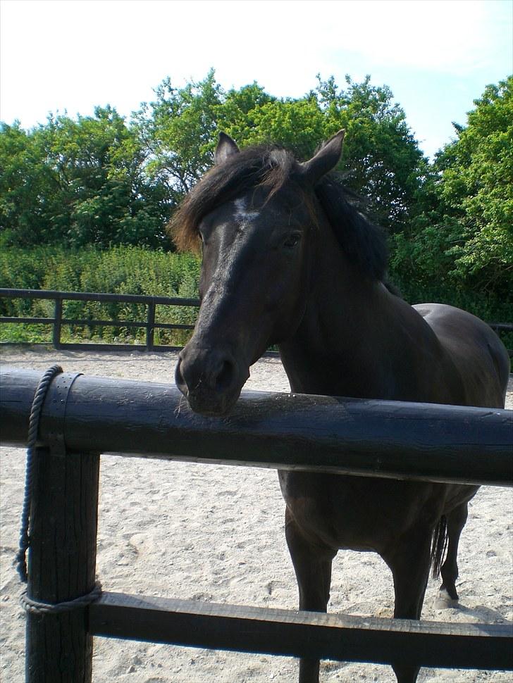 Hannoveraner La cour solgt billede 15