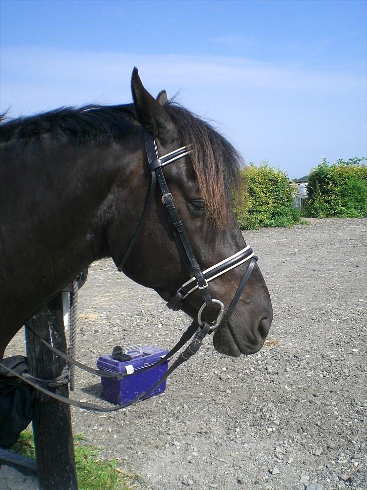 Hannoveraner La cour solgt billede 16