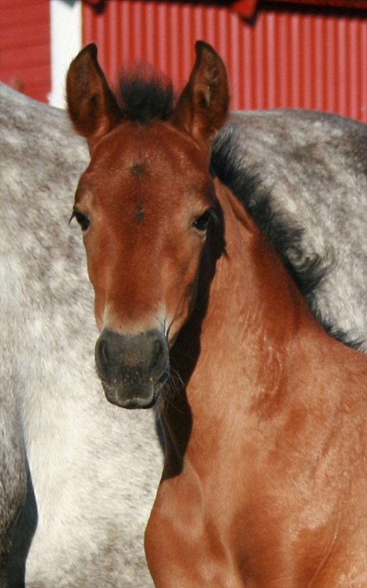 Pura Raza Española Señorita XCIX billede 15