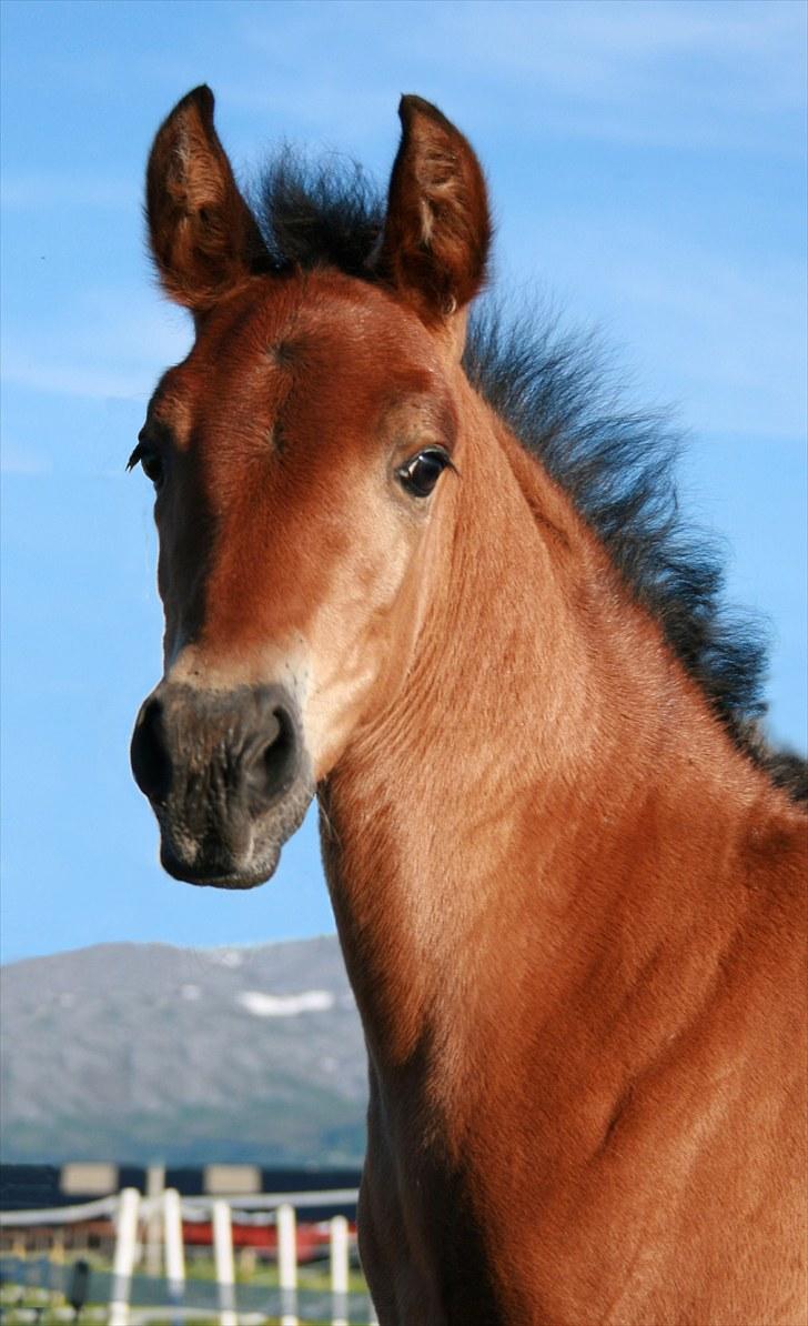 Pura Raza Española Señorita XCIX billede 17