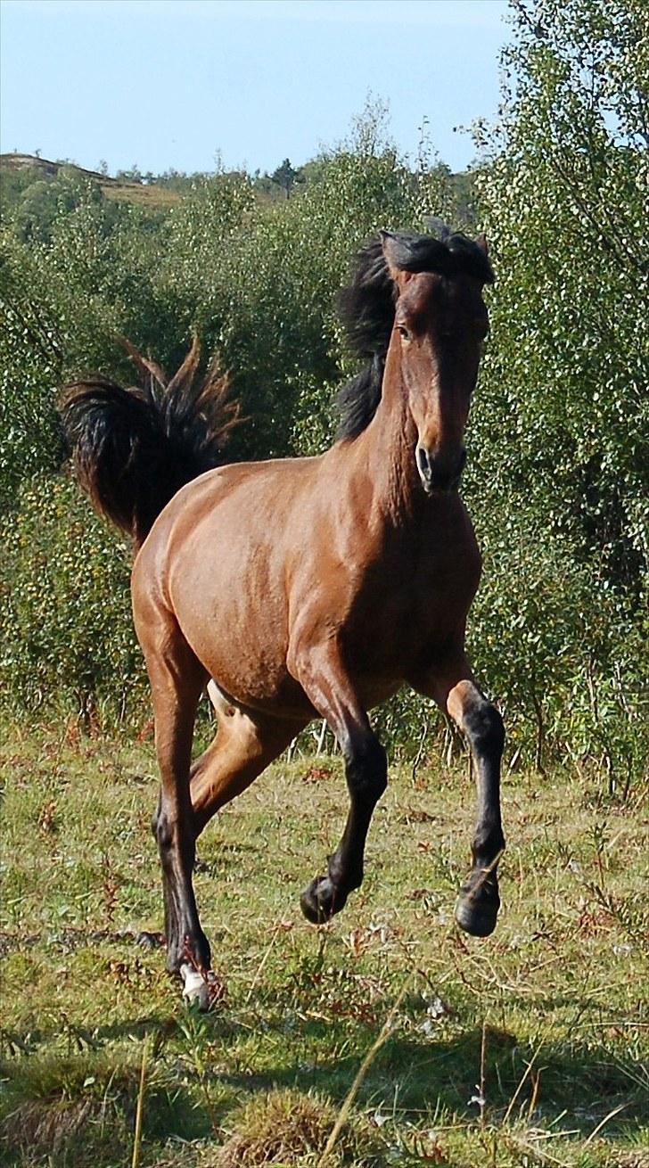 Pura Raza Española Señorita XCIX - 1 år billede 13