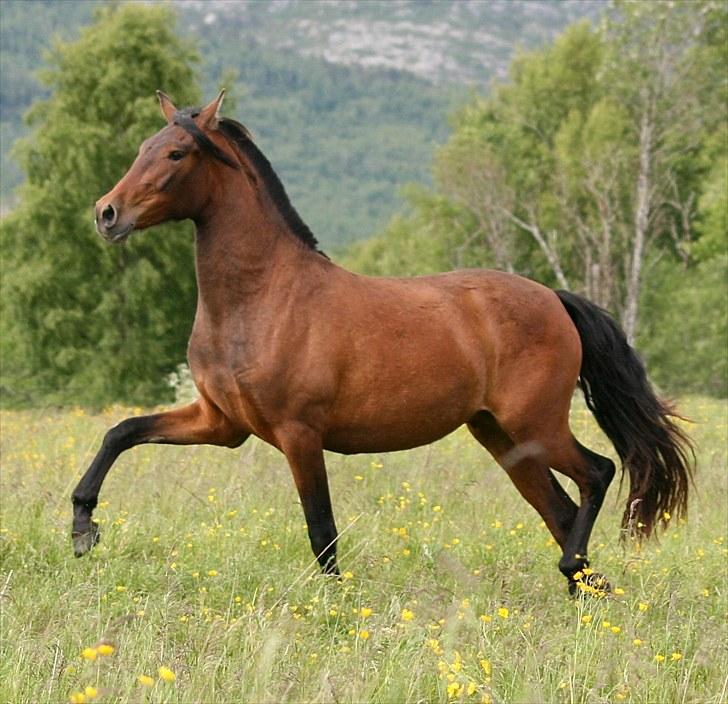 Pura Raza Española Señorita XCIX - 2 år billede 8