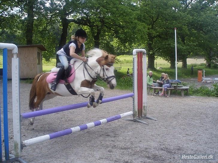 Pinto Rasmus - Spring træning <3 Taget af: Laura Tak<3  billede 14