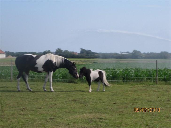 Pinto Jasmin Engbo - hej til dig opal :p billede 3