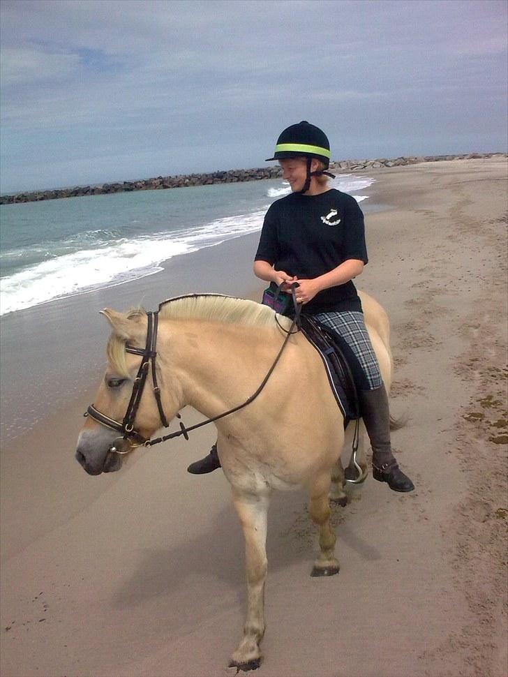 Fjordhest granit kjærgaard  Tidligere hest - lækker tur til havet billede 13