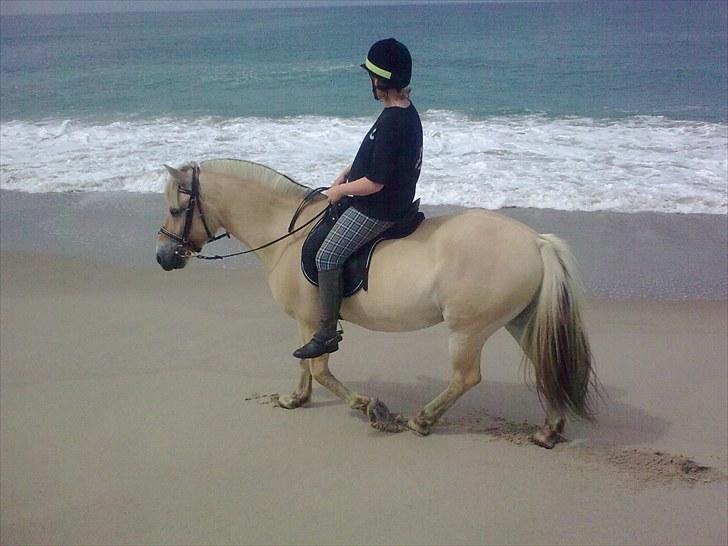 Fjordhest granit kjærgaard  Tidligere hest billede 14