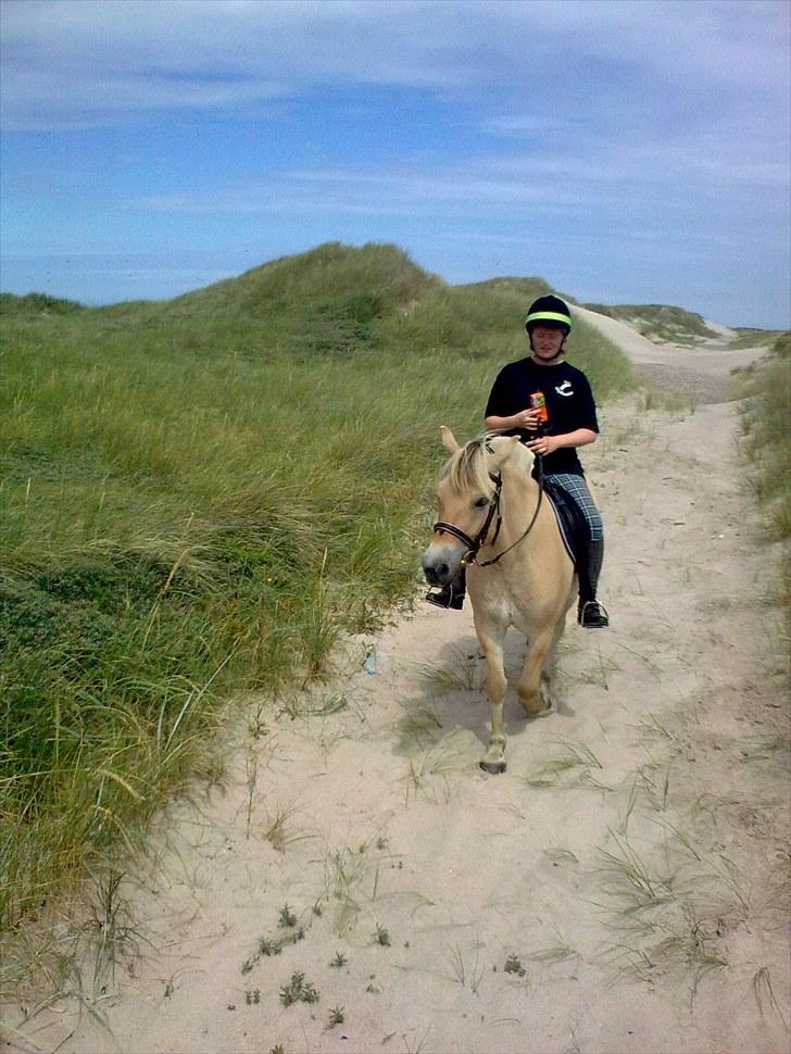 Fjordhest granit kjærgaard  Tidligere hest - juice skaj jeg ikke ha´noget billede 15