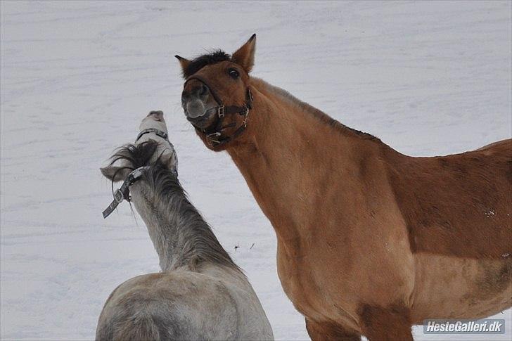 Anden særlig race | Alfons Åberg<3 *Part* - 2) Kamel hesten leger med Bon Jovi på folden, December 2010. Foto: Nanna S. Lübbers billede 2