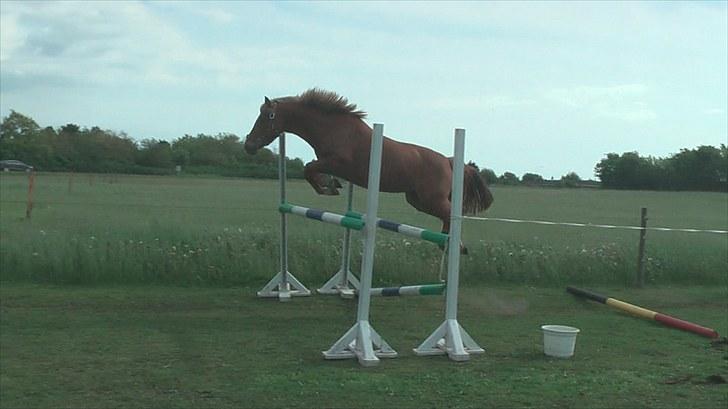 New Forest Maybe Baby Aflivet - En af det første gange hun springer :) billede 11