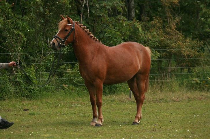 New Forest Maybe Baby Aflivet billede 12