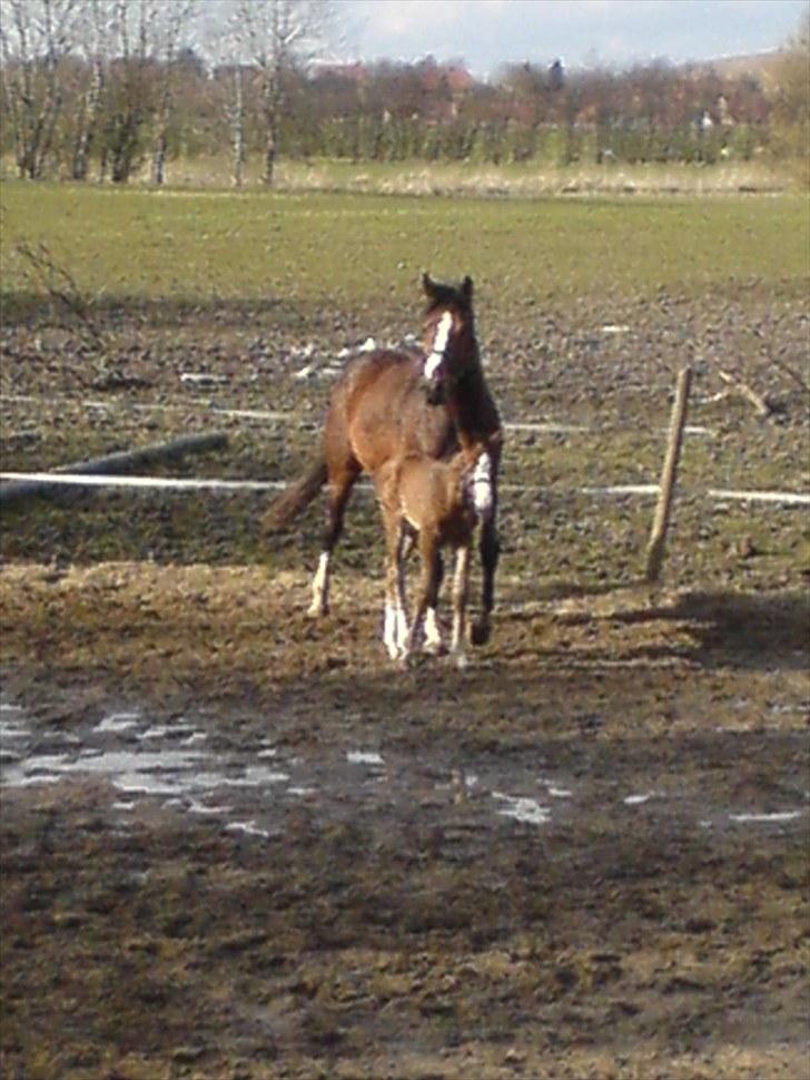 Dansk Varmblod Rafinesse Pilekær - Velkommen til Rafinesse´s profil :-) Det er Rafinesse og Happy billede 1