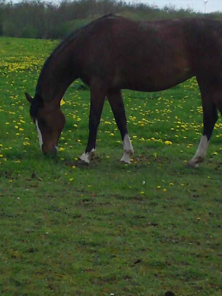 Dansk Varmblod Rafinesse Pilekær - Rafinesse på mark. billede 2