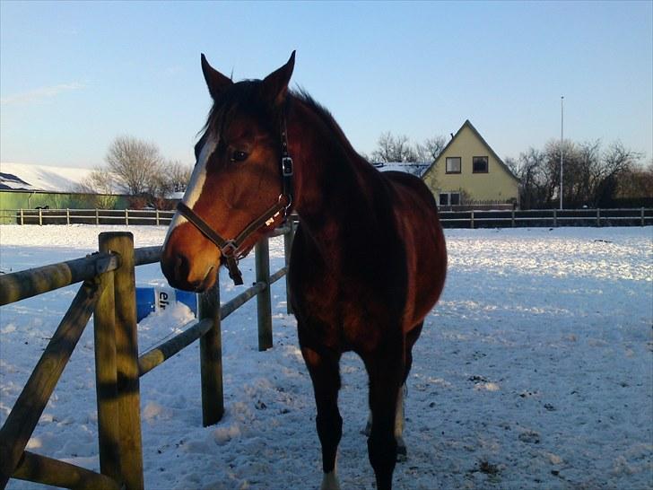 Dansk Varmblod Rafinesse Pilekær - Rafinesse i sneen. billede 3
