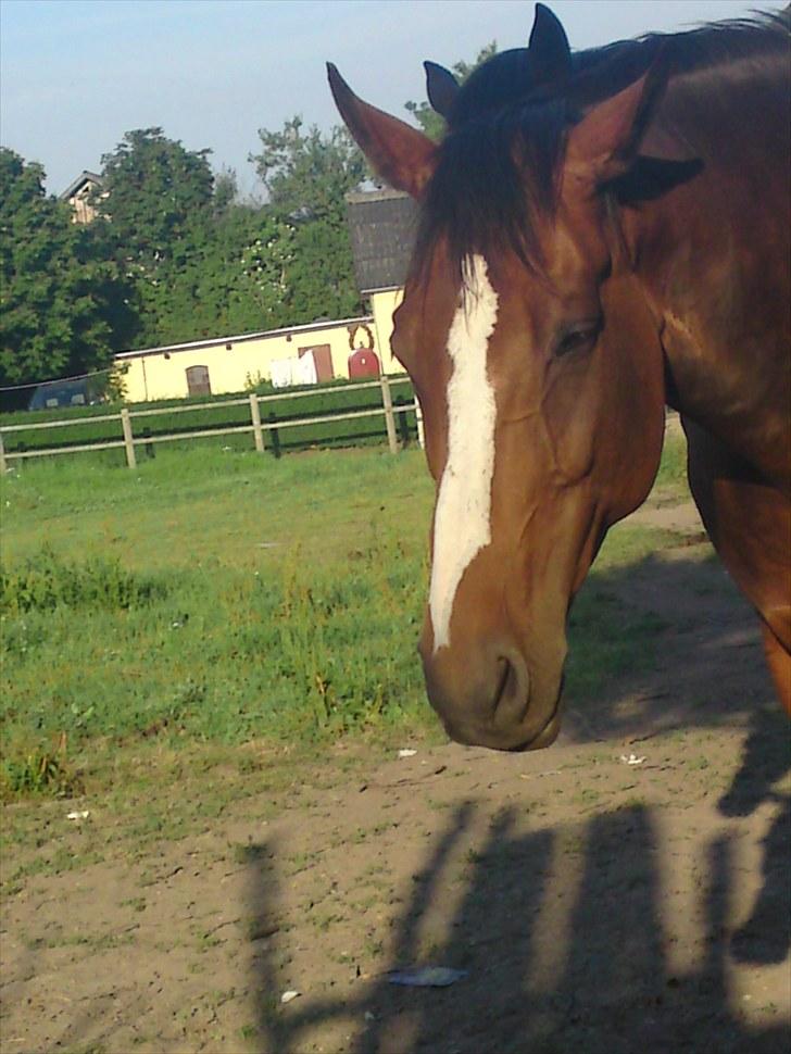 Dansk Varmblod Rafinesse Pilekær - Rafinesse slapper af. billede 4