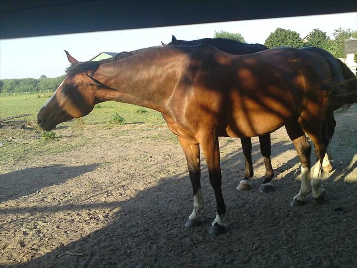 Dansk Varmblod Rafinesse Pilekær - Rafinesse og happy. billede 5