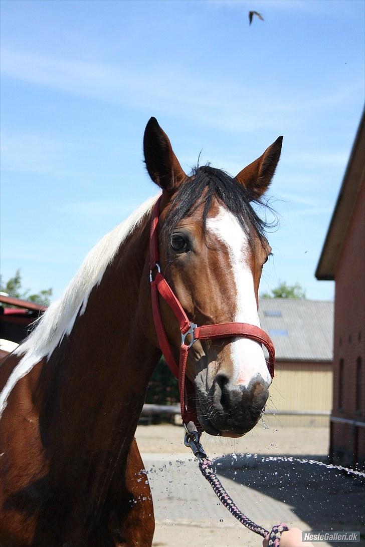 Pinto Elmegårdens Isak SOLGT - d. 09.07.2010 majbritt og bassen leger med vand billede 15