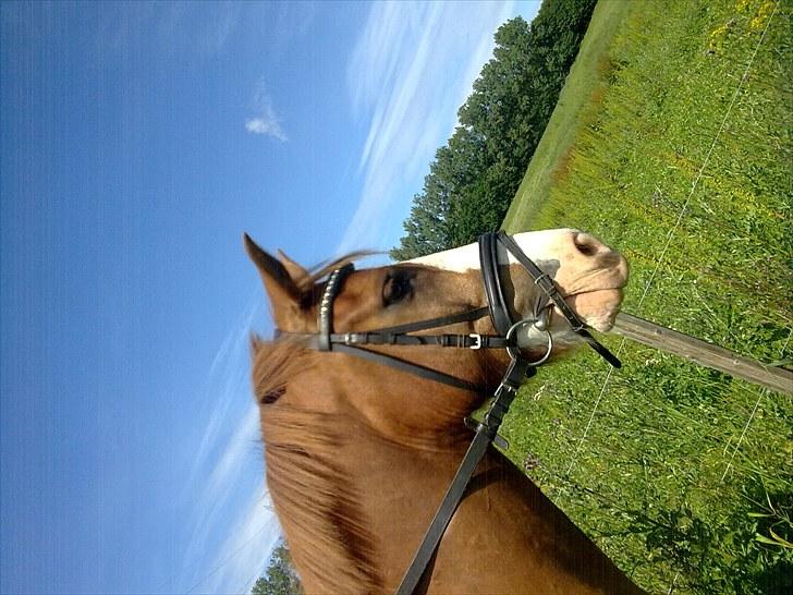 Anden særlig race Stitch billede 4