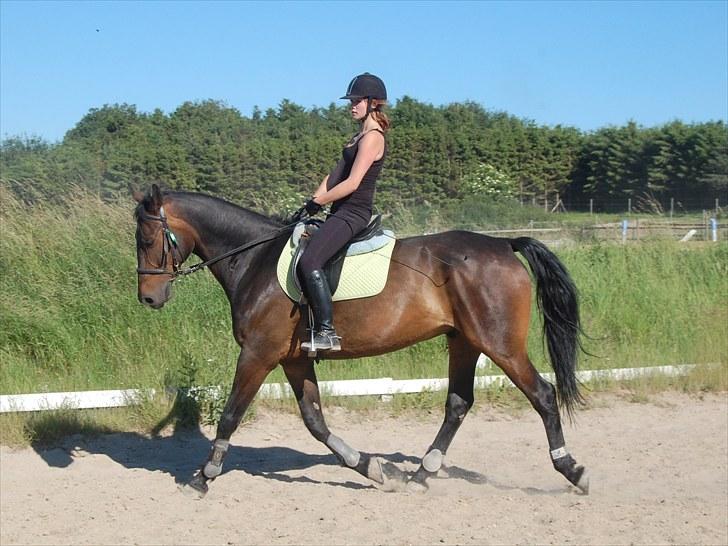 Anden særlig race Banko billede 17