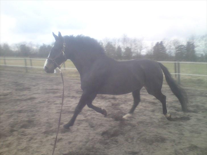 Oldenborg Zafir "SOLGT" - Zafir i foråret, i gang med lidt arbejde fra jorden. 2010 billede 7