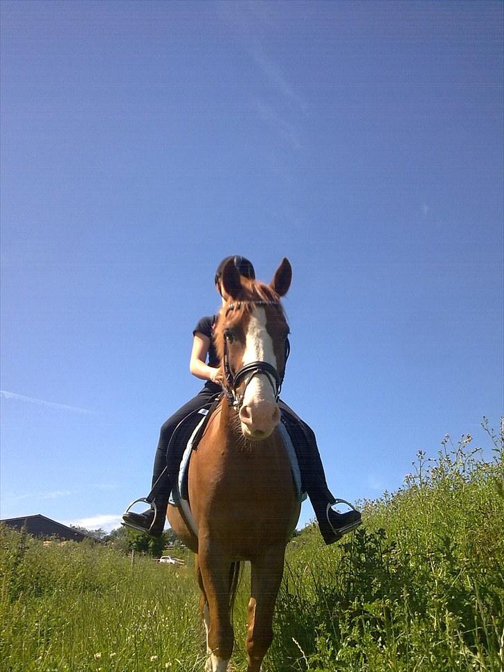 Anden særlig race Stitch billede 5