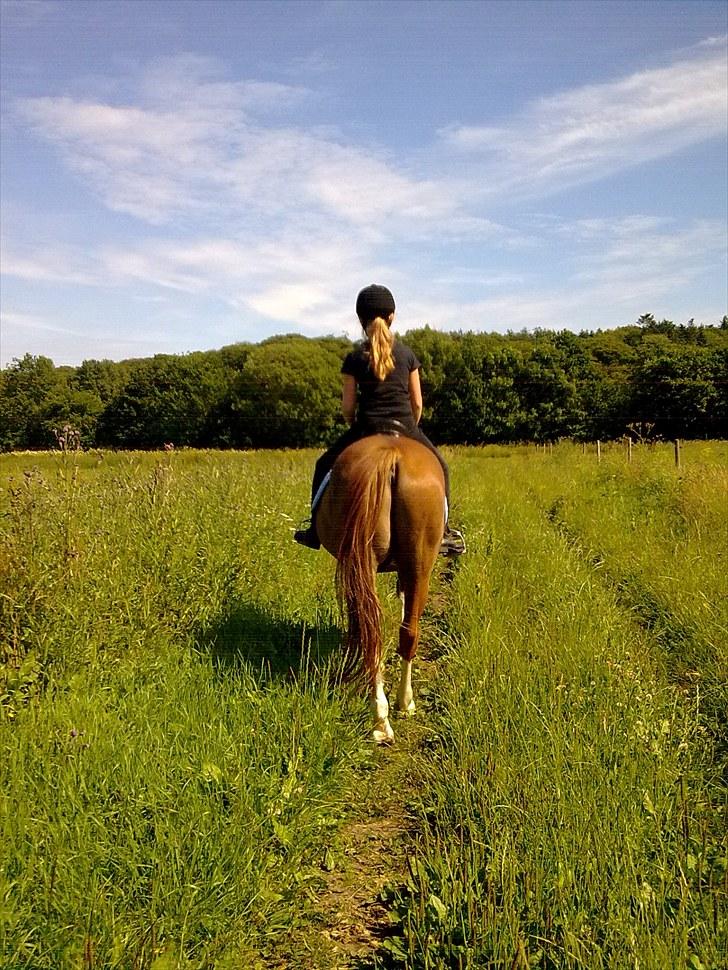 Anden særlig race Stitch billede 6