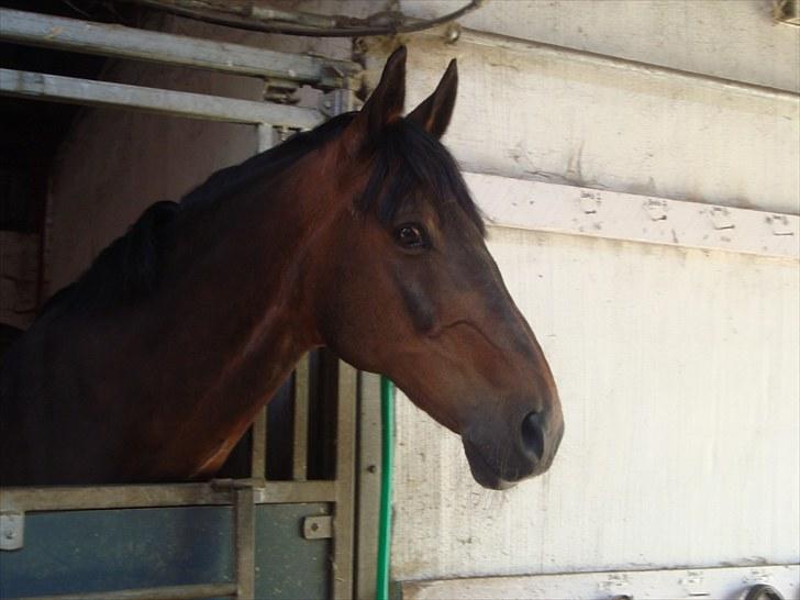 Anden særlig race Prins<3 billede 1