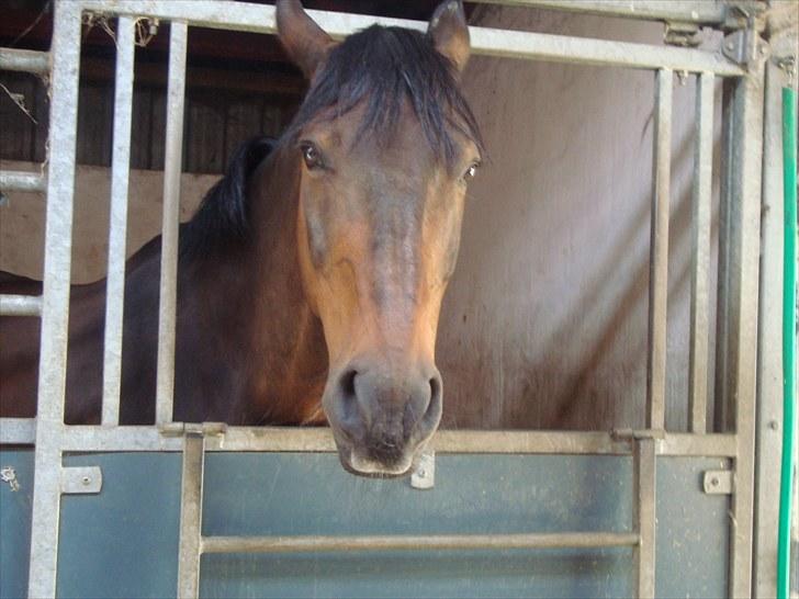 Anden særlig race Prins<3 billede 2