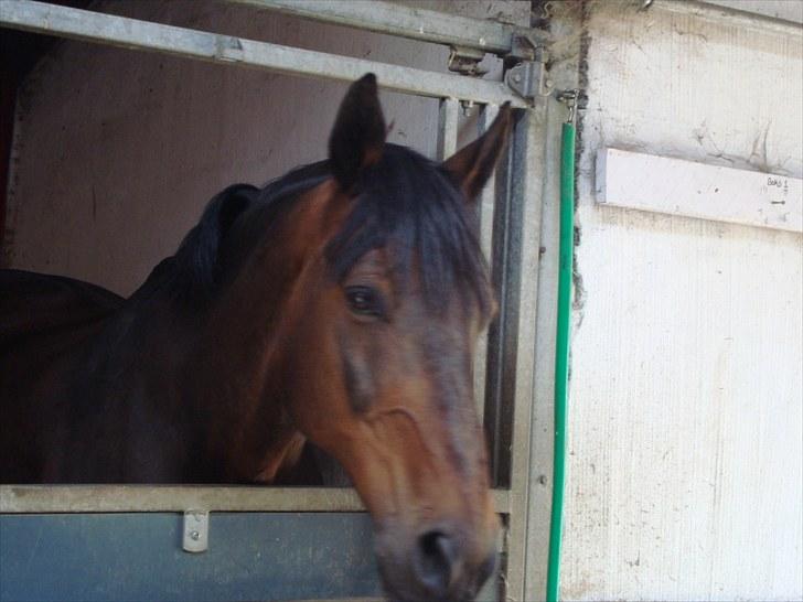 Anden særlig race Prins<3 billede 3