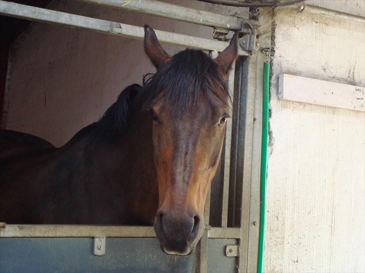 Anden særlig race Prins<3 billede 4