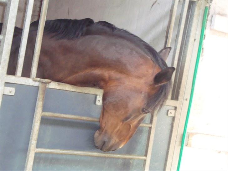 Anden særlig race Prins<3 billede 5