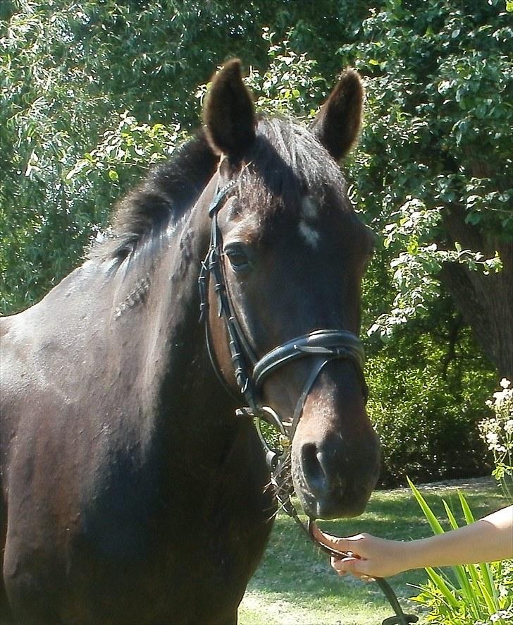 Traver Cyrano "Himmelhest" - Miin smukke smukke Sysse <3 
Foto: Mor billede 11