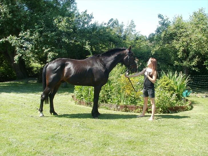 Traver Cyrano "Himmelhest" - Lige lidt hjemme billeder .. A  den smukkeste a de smukke ;) 
Foto: Mor billede 12