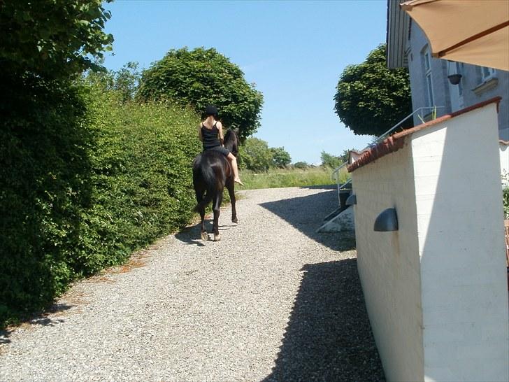 Traver Cyrano "Himmelhest" - Når enden er god er alting godt.. Tak fordi i kiggede med.. Lig gerne kommentar og bedømmelse billede 19