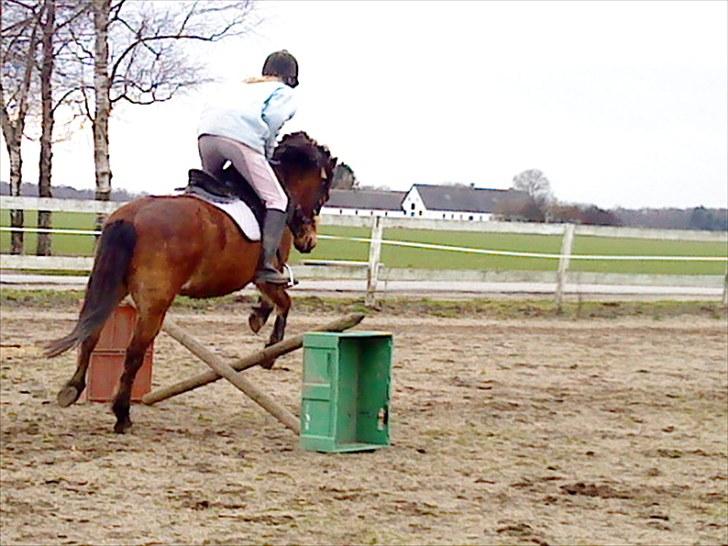 Gotlandsruss Tarpan's  Ikon R.I.P - vi kan flyve billede 15